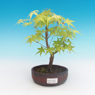 Outdoor bonsai-Acer palmatum Sango Koku- klon japoński - 2