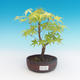 Outdoor bonsai-Acer palmatum Sango Koku- klon japoński - 2/2
