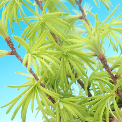 Outdoor bonsai - Pseudolarix amabilis - Pamodřín - 2