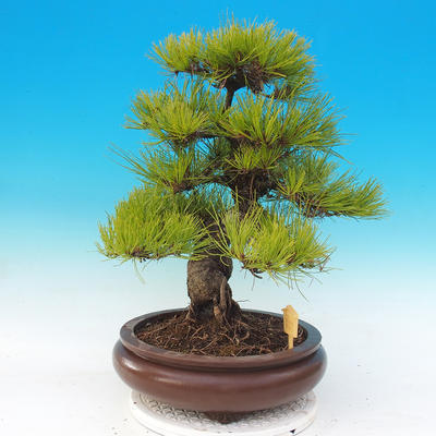 Outdoor bonsai - Pinus densiflora - czerwona sosna - 2