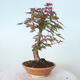 Bonsai outdoor - Maple palmatum DESHOJO - Maple palmate - 2/6