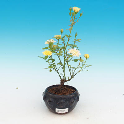 Rosa Yelow - parviforum żółte róże - 2
