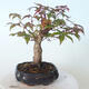 Bonsai outdoor - Maple palmatum DESHOJO - Maple palmate - 2/6
