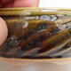 Ceramiczna miska bonsai 9,5 x 9,5 x 4 cm, kolor zielony - 2/3