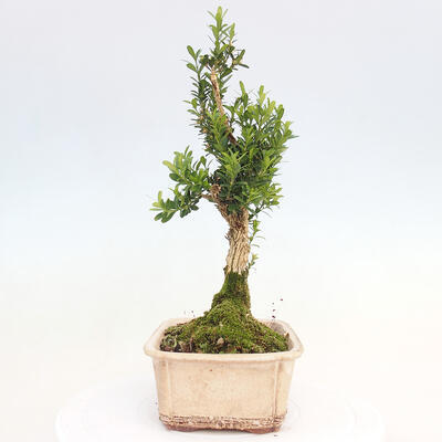 Bonsai pokojowe - Buxus harlandii - buxus korkowy - 2