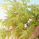 Bonsai na zewnątrz — Acer pal. Sango Kaku - Klon palmowy - 2/4