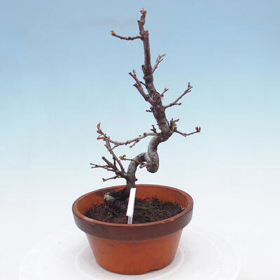 Plenerowe bonsai - Chaneomeles chinensis - chińska pigwa - 2