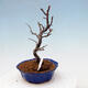 Plenerowe bonsai - Chaneomeles chinensis - chińska pigwa - 2/4