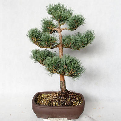 Outdoor bonsai - Pinus sylvestris Watereri - sosna zwyczajna VB2019-26848 - 2