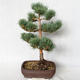 Outdoor bonsai - Pinus sylvestris Watereri - sosna zwyczajna VB2019-26848 - 2/4