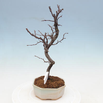 Plenerowe bonsai - Chaneomeles chinensis - chińska pigwa - 2
