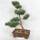 Outdoor bonsai - Pinus sylvestris Watereri - sosna zwyczajna VB2019-26852 - 2/4
