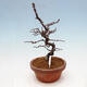Plenerowe bonsai - Chaneomeles chinensis - chińska pigwa - 2/4