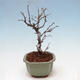 Outdoor bonsai - Photinia villosa - Photinia villosa - 2/5