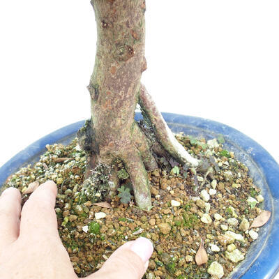 Kryty bonsai - Syzygium - Ziele angielskie - 2