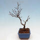 Outdoor bonsai - Photinia villosa - Photinia villosa - 2/5