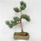 Outdoor bonsai - Pinus sylvestris Watereri - sosna zwyczajna VB2019-26877 - 2/4