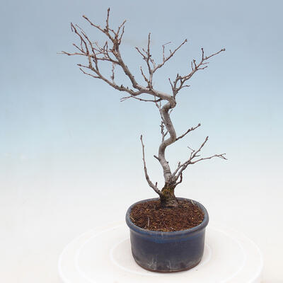 Outdoor bonsai - Photinia villosa - Photinia villosa - 2