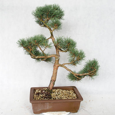 Outdoor bonsai - Pinus sylvestris Watereri - sosna zwyczajna VB2019-26878 - 2