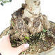 Kryte bonsai - Olea europaea sylvestris -Oliva european tiny - 2/3