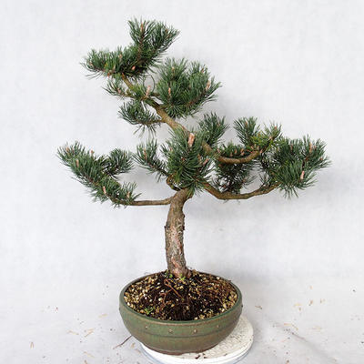 Outdoor bonsai - Pinus Mugo - Pine kneel VB2019-26886 - 2