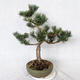Outdoor bonsai - Pinus Mugo - Pine kneel VB2019-26886 - 2/4