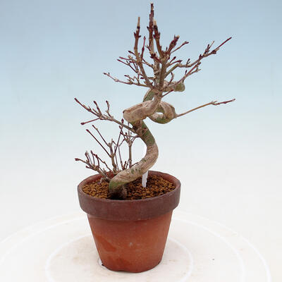 Outdoor bonsai Acer palmatum - palma klonowa - 2