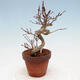 Outdoor bonsai Acer palmatum - palma klonowa - 2/4