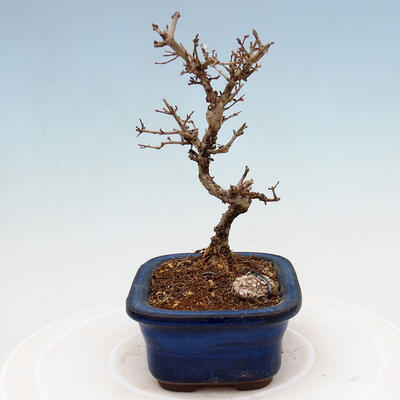 Outdoor bonsai - Ligustrum obtusifolium - Dziób ptasi o matowych liściach - 2