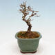 Outdoor bonsai - Ligustrum obtusifolium - Dziób ptasi o matowych liściach - 2/5