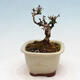 Outdoor bonsai - Ligustrum obtusifolium - Dziób ptasi o matowych liściach - 2/5