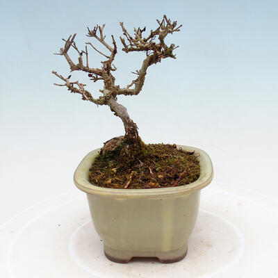 Outdoor bonsai - Ligustrum obtusifolium - Dziób ptasi o matowych liściach - 2