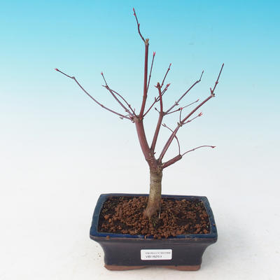 Outdoor bonsai - dlanitolistý klon - Acer palmatum DESHOJO - 2