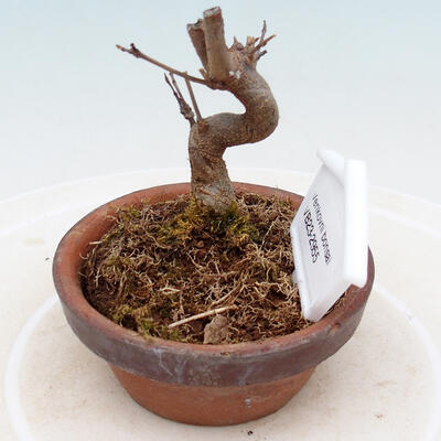 Outdoor bonsai - Maple Buergerianum - Maple Burger - 2