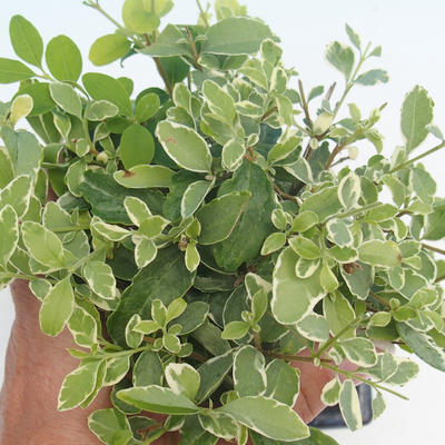 Kryty bonsai -Ligustrum variegata - Privet - 2
