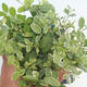 Kryty bonsai -Ligustrum variegata - Privet - 2/4