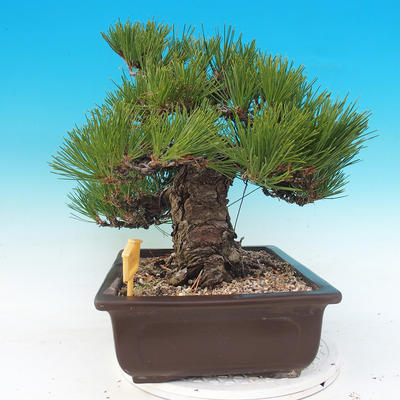 Outdoor bonsai - Pinus thunbergii - Sosna Thunbergova - 2