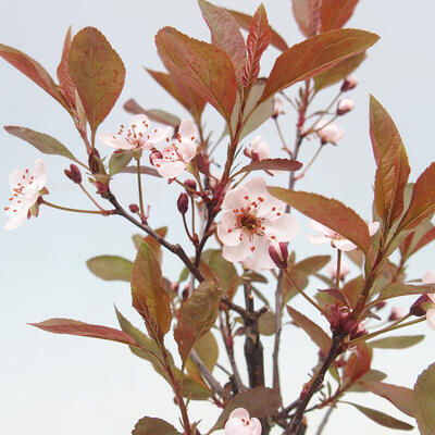Bonsai zewnętrzne - Prunus ceras Nigra - Śliwa - 2