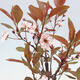 Bonsai zewnętrzne - Prunus ceras Nigra - Śliwa - 2/2