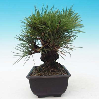 Outdoor bonsai - Pinus thunbergii corticosa - korka sosny - 2