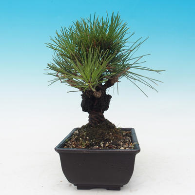 Outdoor bonsai - Pinus thunbergii corticosa - korka sosny - 2
