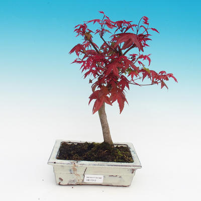 Outdoor bonsai - Klon palmatum DESHOJO - Klon dlanitolistý - 2