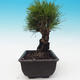 Outdoor bonsai - Pinus thunbergii corticosa - korka sosny - 2/4