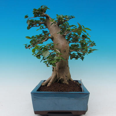 Pokój bonsai-PREMNA MICROPHYLLA Kozlovoň malolistá - 2