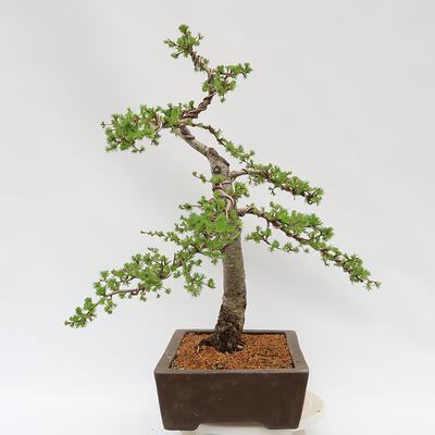 Bonsai zewnętrzne - Larix decidua - Modrzew liściasty - 2