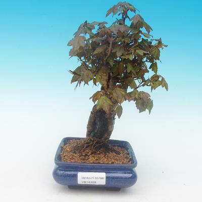 Shohin - Klon, Acer burgerianum na skale - 2