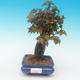 Shohin - Klon, Acer burgerianum na skale - 2/6