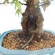 Shohin - Klon, Acer burgerianum na skale - 2/6