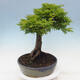 Outdoor bonsai - Acer palmatum Shishigashira - 2/6