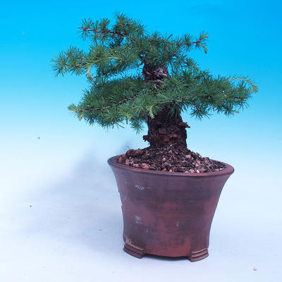 Outdoor bonsai -Larix decidua - modrzew europejski - 2